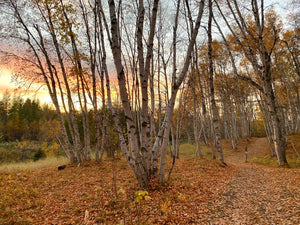 Bunchberry Meadows | Hike YEG