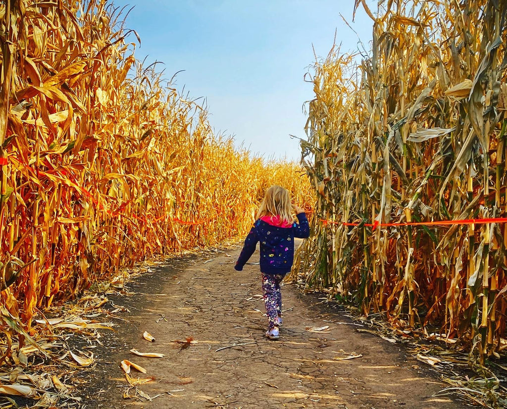 Edmonton Corn Maze