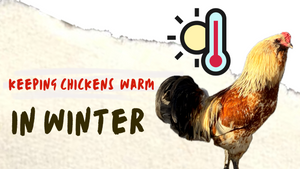 How To Keep Chickens Warm in Freezing Temperatures | Northern Canada